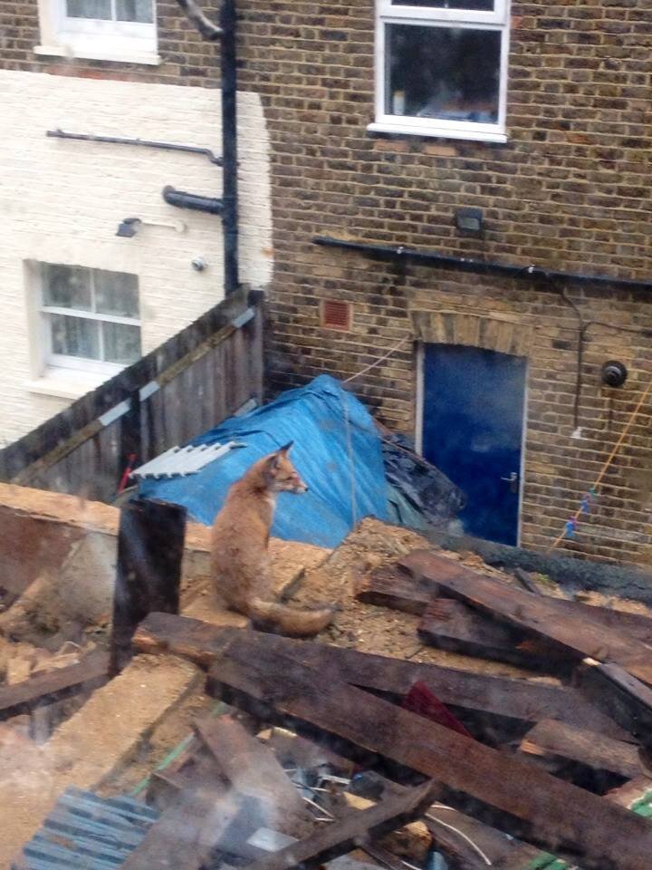 The view from the bathroom in Brixton, London 2014.