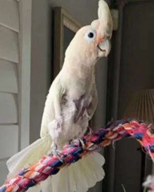 Successful Adoptions — Connecticut Parrot Rescue