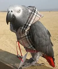 Show off your parrot's swagger and style in these fashionable hoodies. Let them know that CTPR sent you and a percentage will be donated to support our rescue efforts.https://www.etsy.com/shop/Parrothoodies