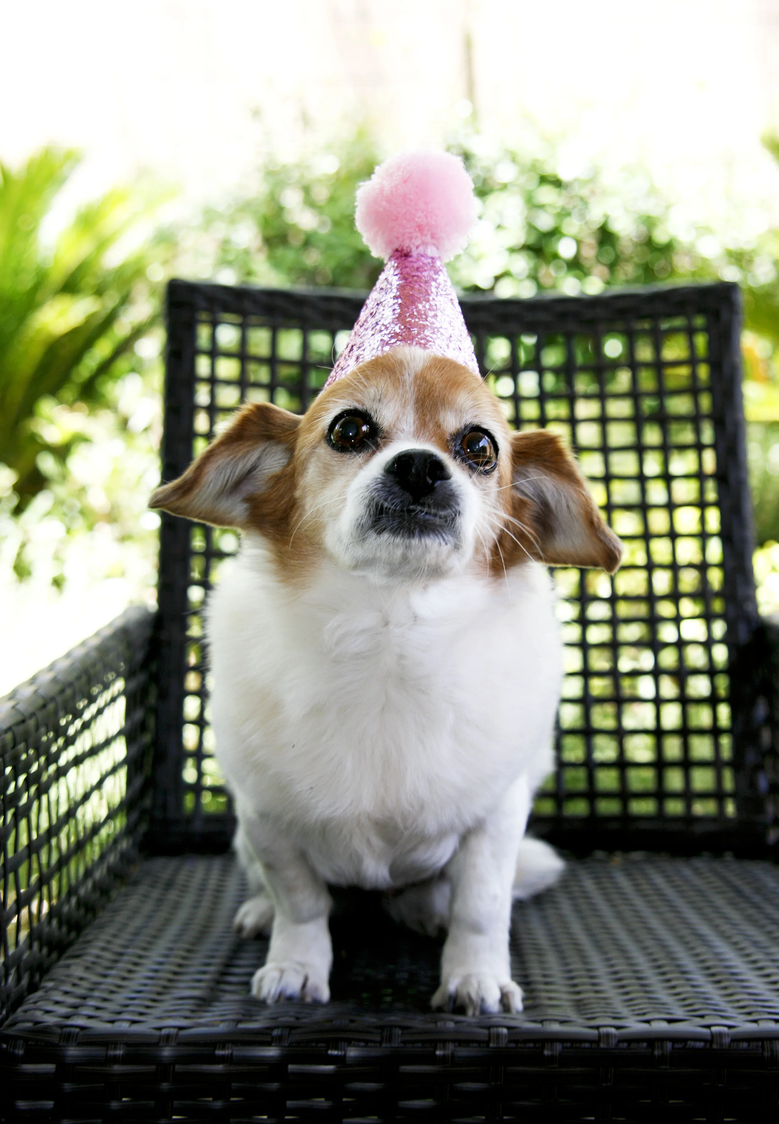 dogparty-29.jpg