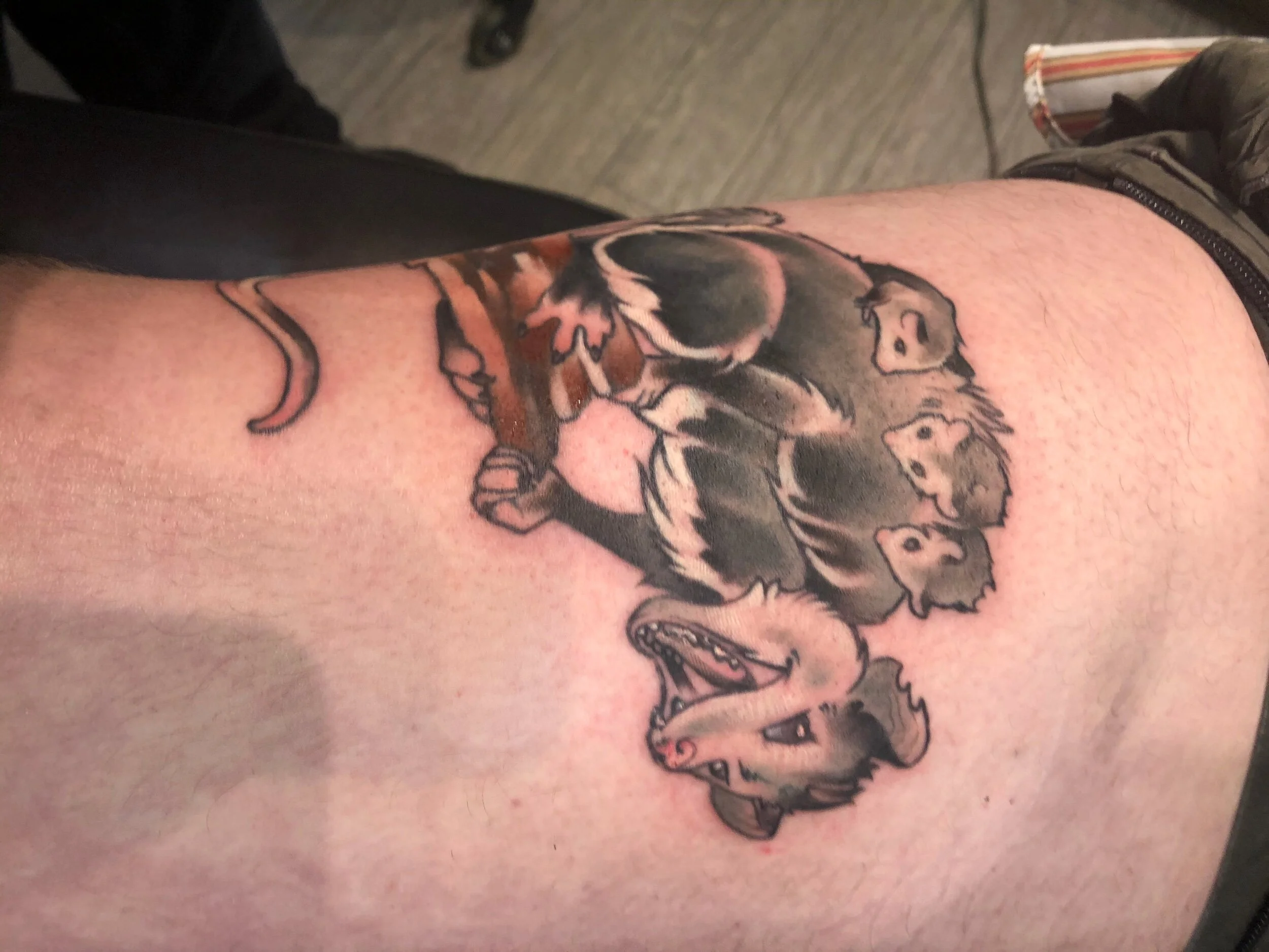 Tattoo of a possum with babies on its back on human skin.