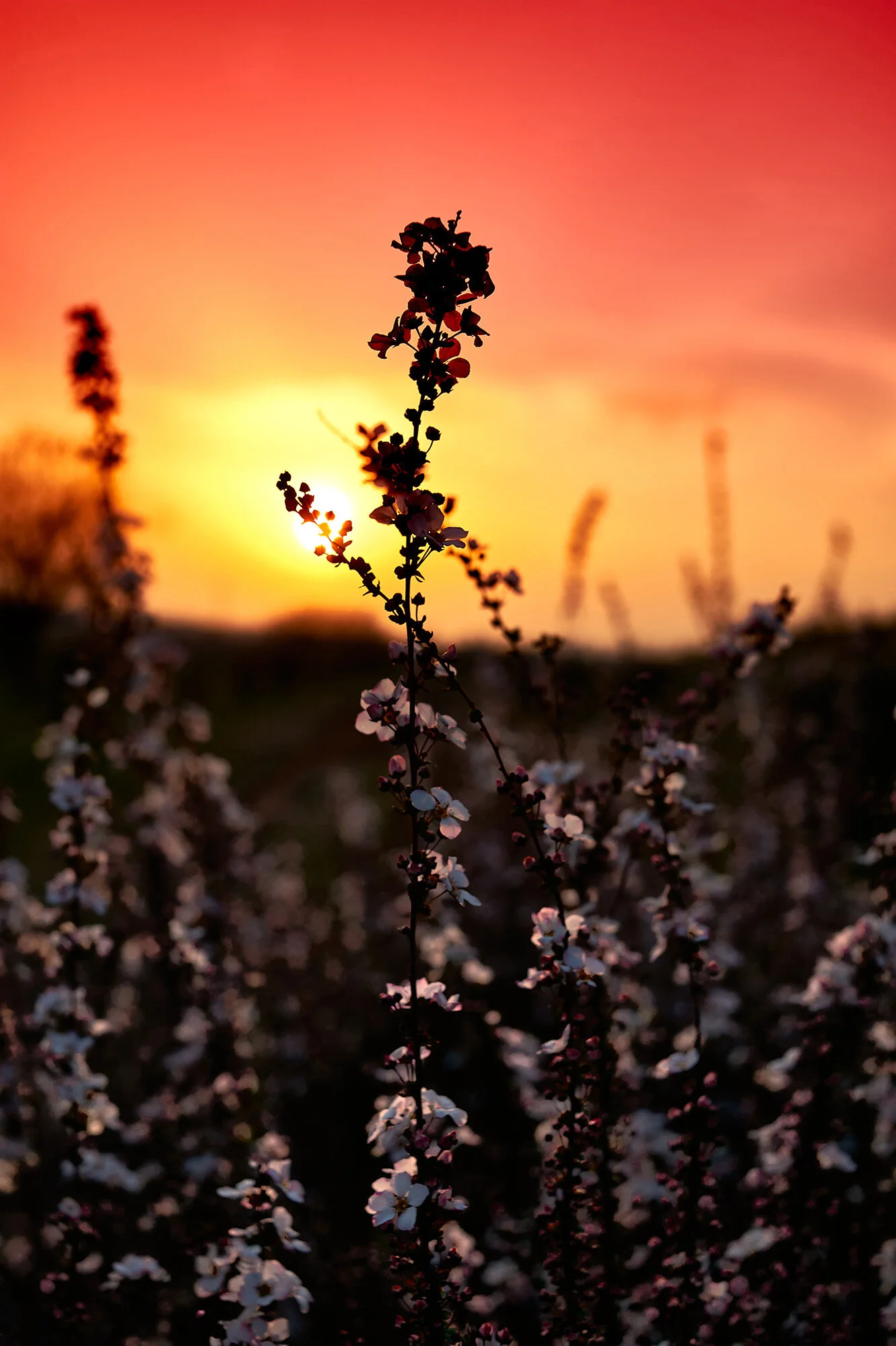 DSC_8866.jpg