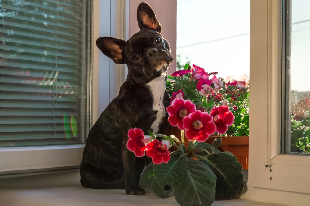 12 Plants to Keep Away From Your Pets