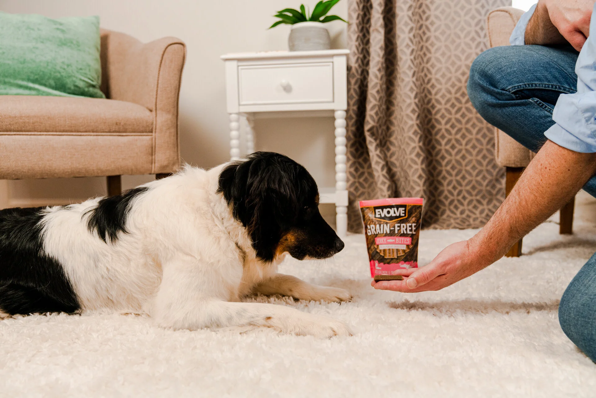 12 Fun Facts About Dogs