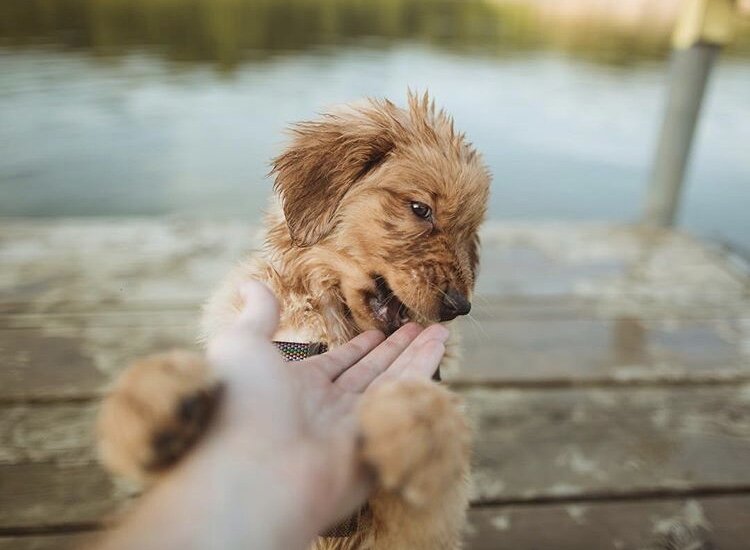 New Puppy Essentials Checklist