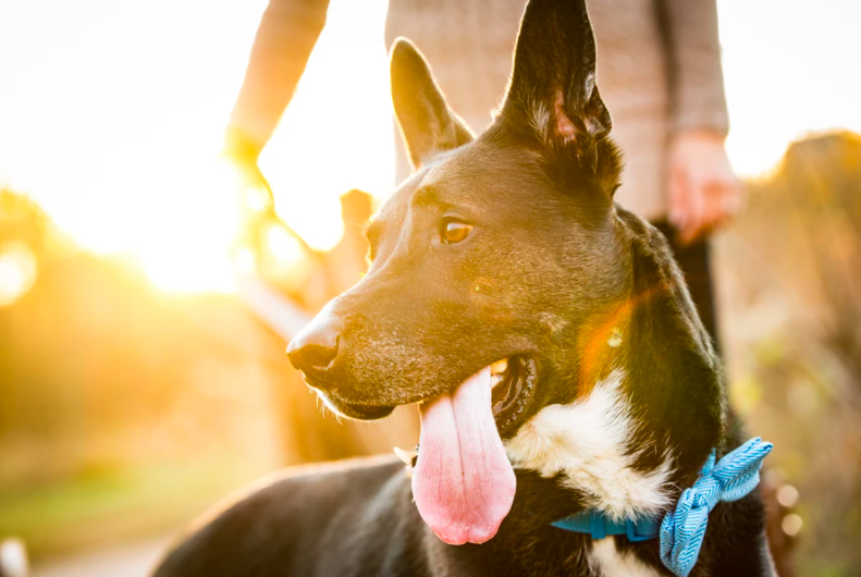 2020 New Year's Resolutions Your Four-Legged Friend