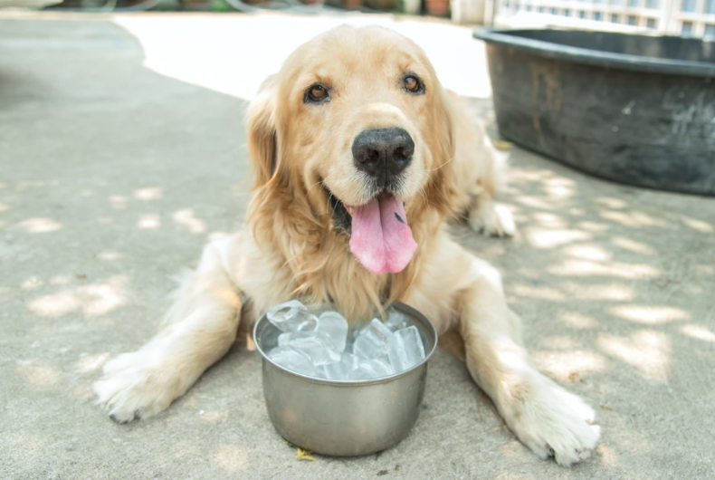 5 Summer Essentials Your Pup Can't Live Without