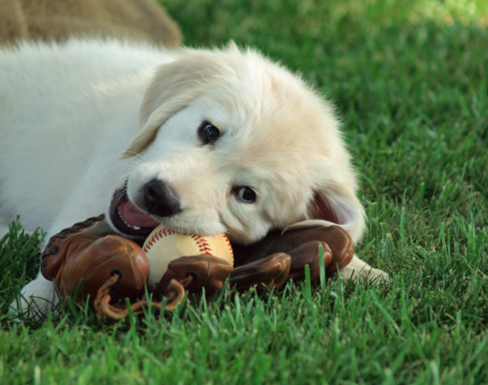 Dog Friendly Festivals and Events: Southeast Edition