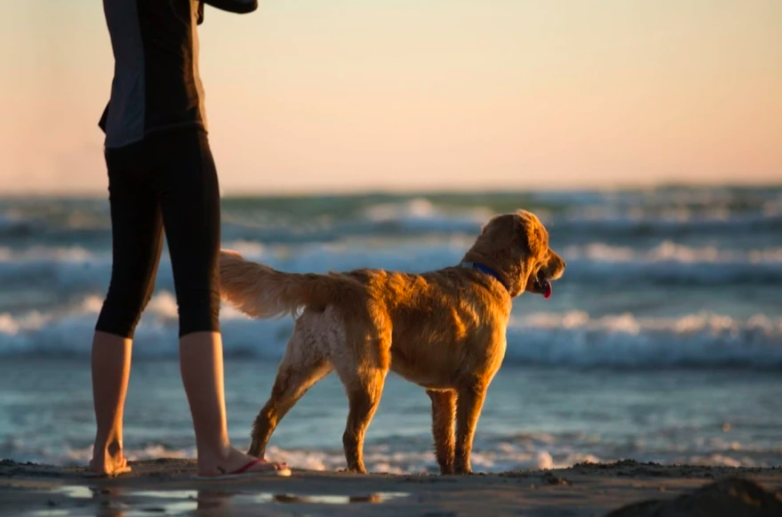 6 Reasons to Take Your Dog On Vacation
