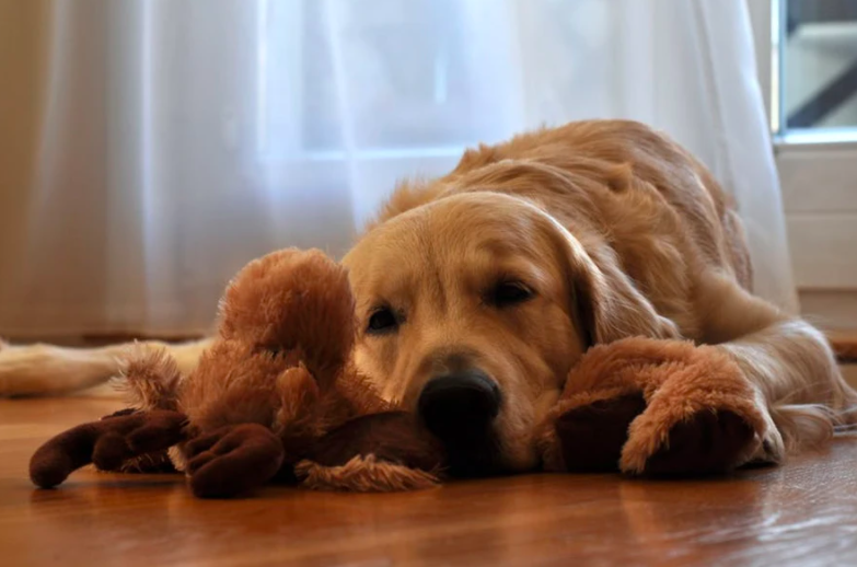 Ask Evolve: ‘Is Chocolate Bad For My Dog?’