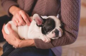 My Dog Ate The Thanksgiving Turkey, What Do I Do?