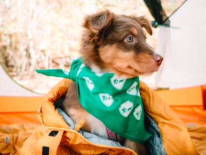 7 Festive Activities For Dog Owners this fall