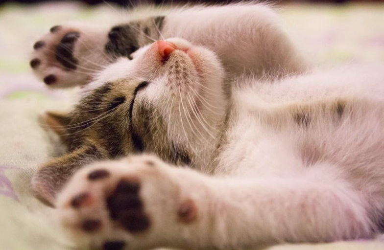10 Reasons Why People Like Cats More Than Dogs