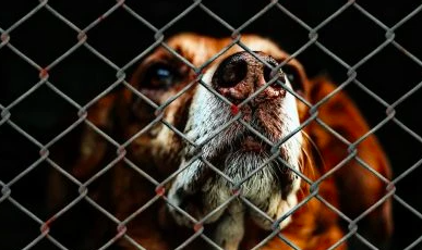 How Can I Help My Local Animal Rescue?