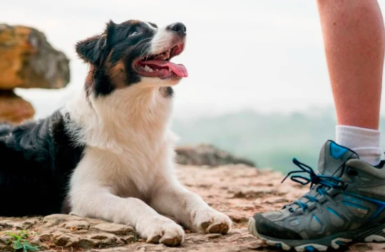 10 Reasons Why People Like Dogs More Than Cats&nbsp;&nbsp;