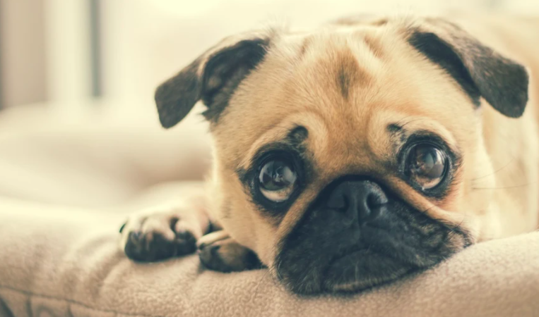 help! my dog is scared of fireworks!