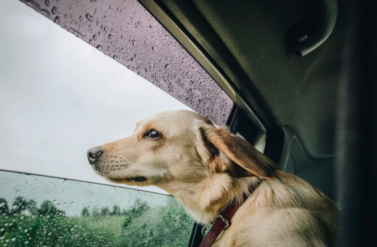5 Travel Tips For Dogs