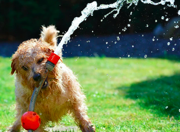 Top 10 Summer Activities With Your Pup