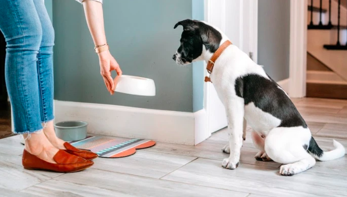 Does it Matter What I Feed My Pet?