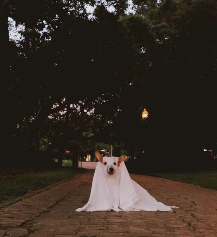 No Tricks, Just Treats! Keep Your Pets Safe This Halloween