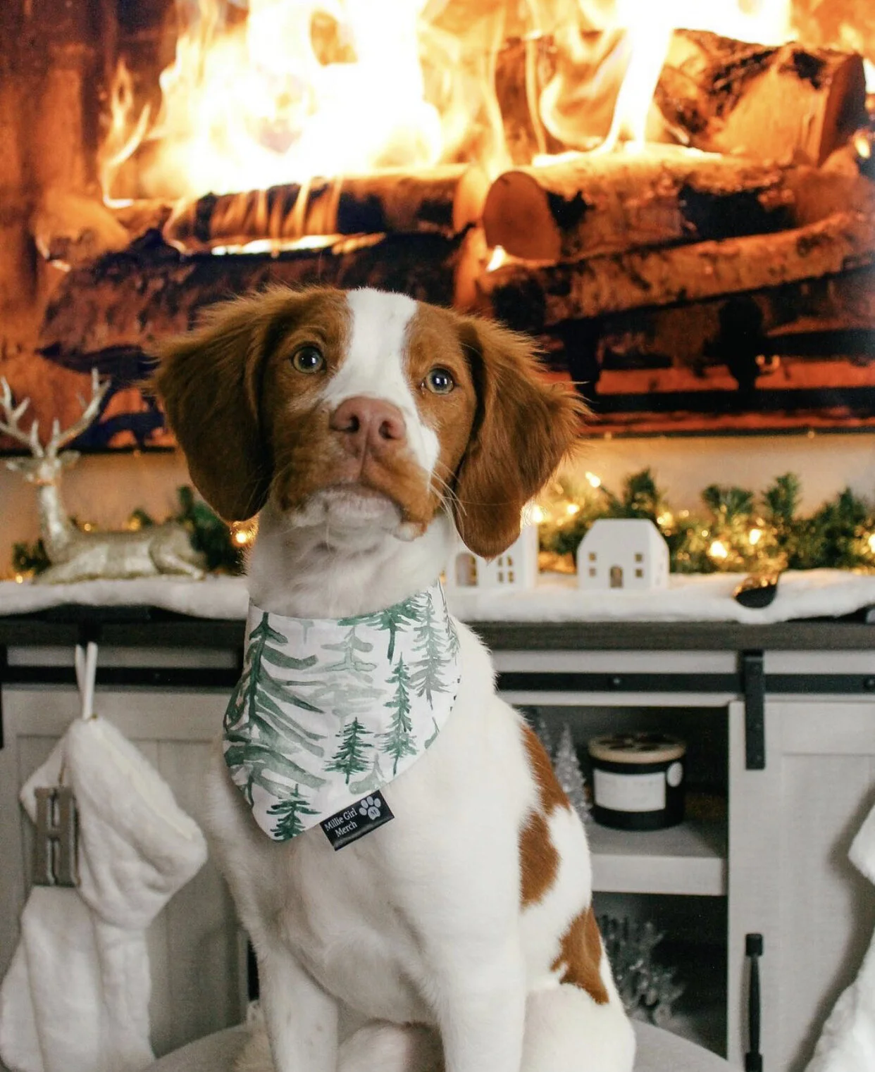 7 Winter Activities to Do With Your Pet 