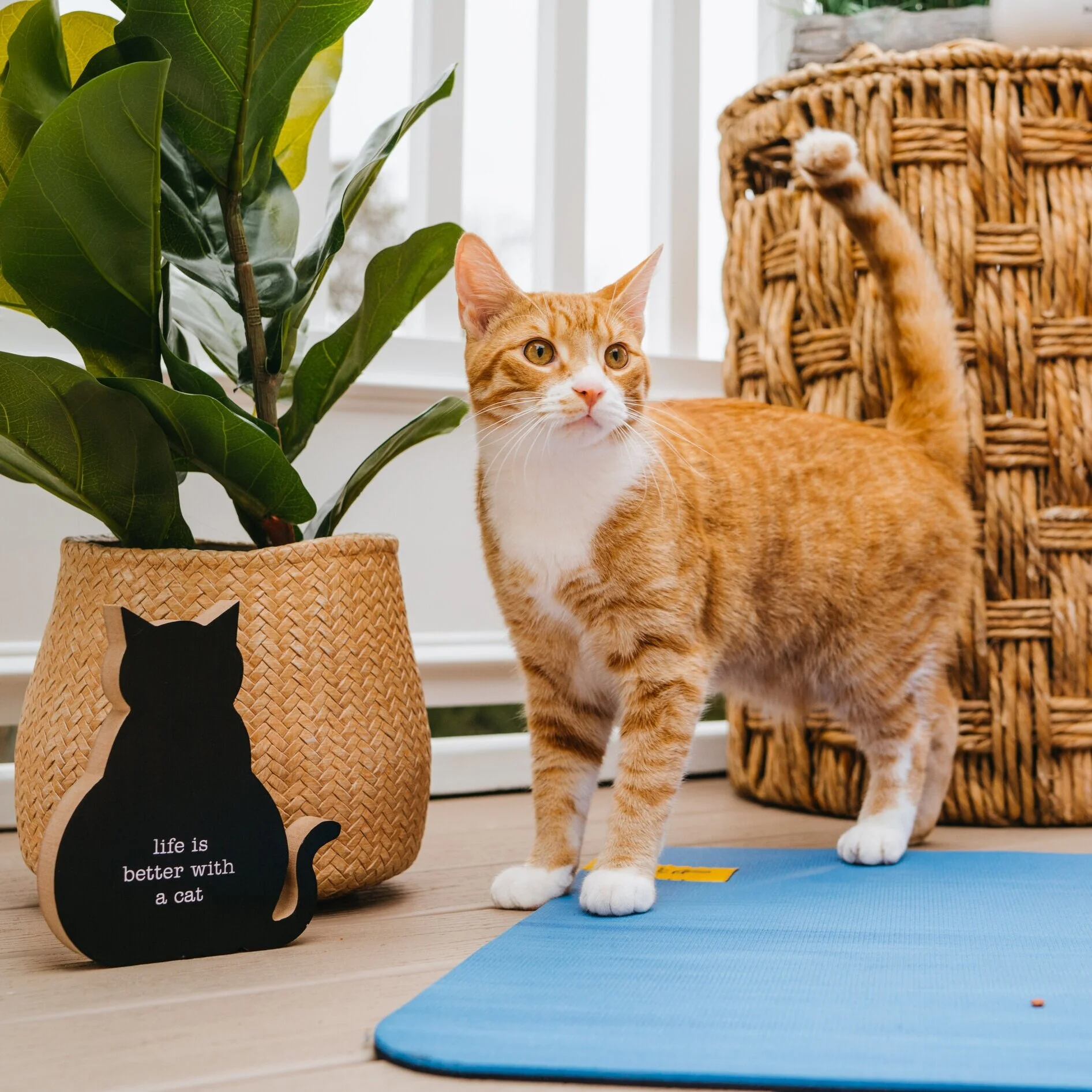How to Create the Catio of Your Cat’s Dreams 