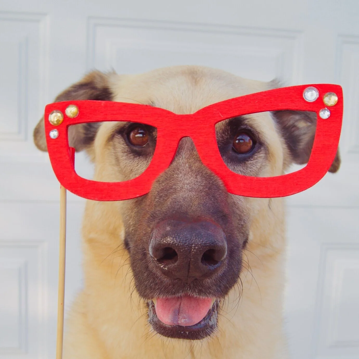 Top 5 Dog Party Ideas