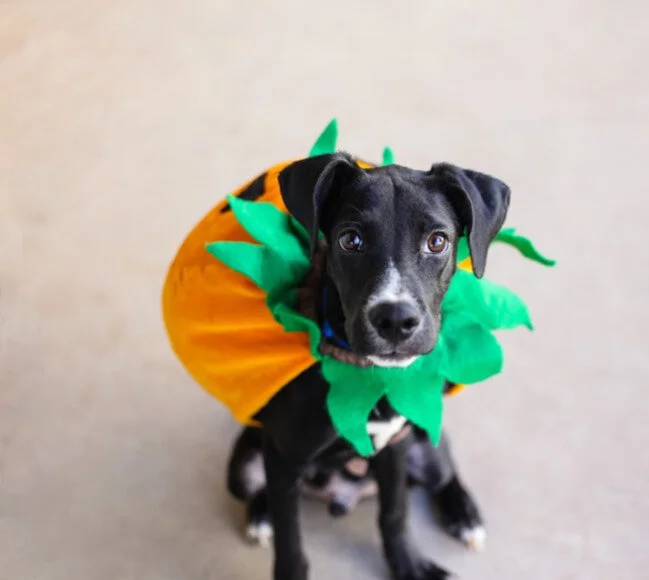Top Pet Halloween Costumes for 2021 