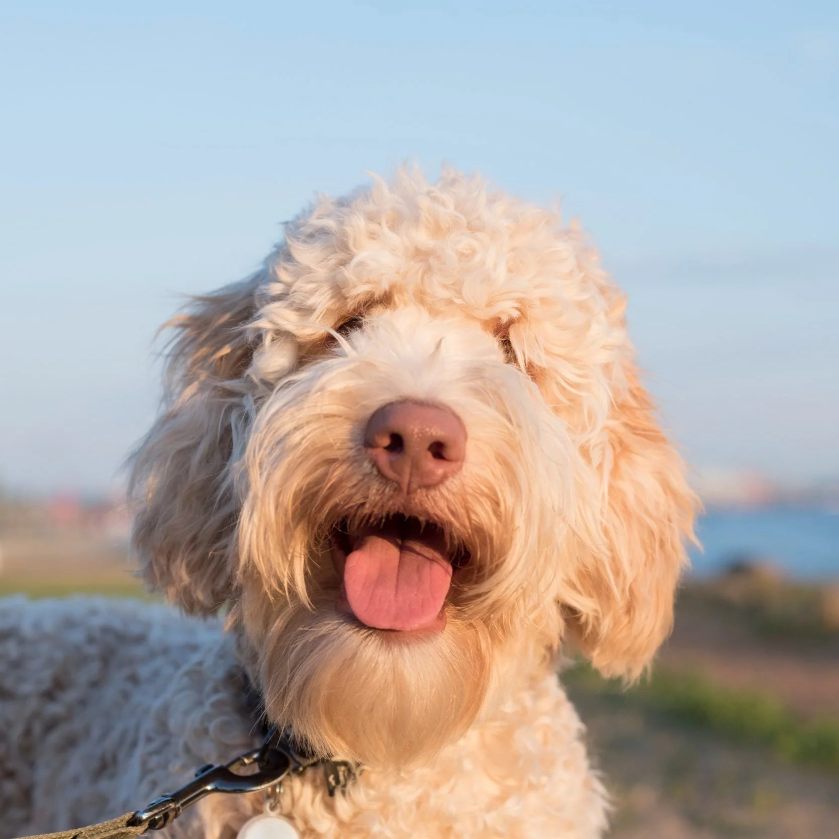 Is No-Shave-November Right for My Dog?