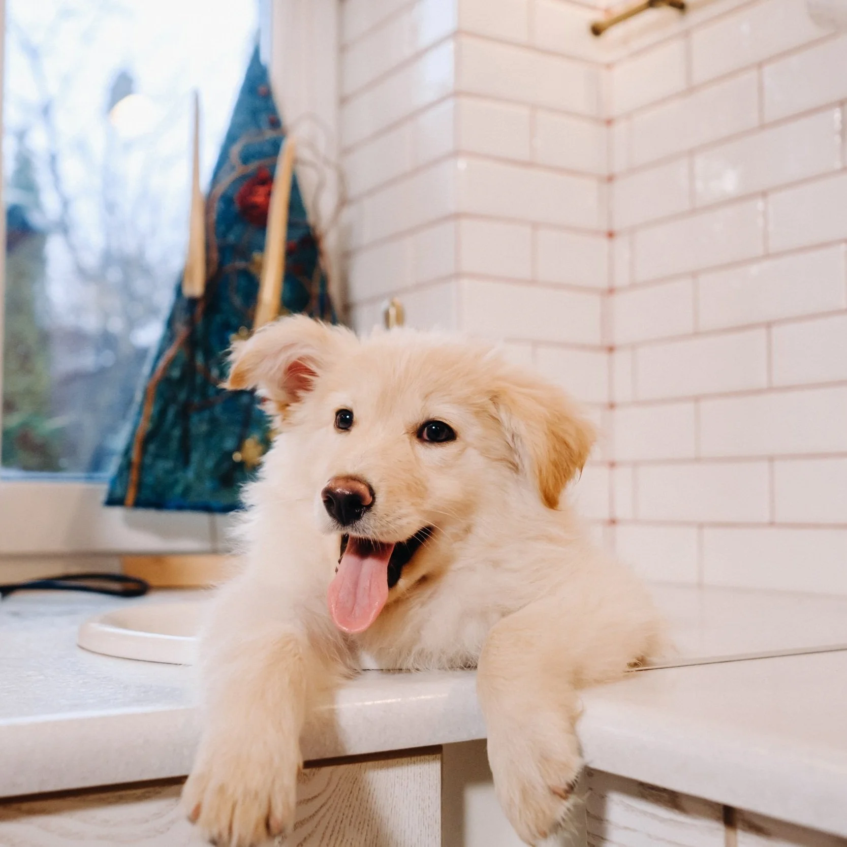 How To Get Started with Obedience Training