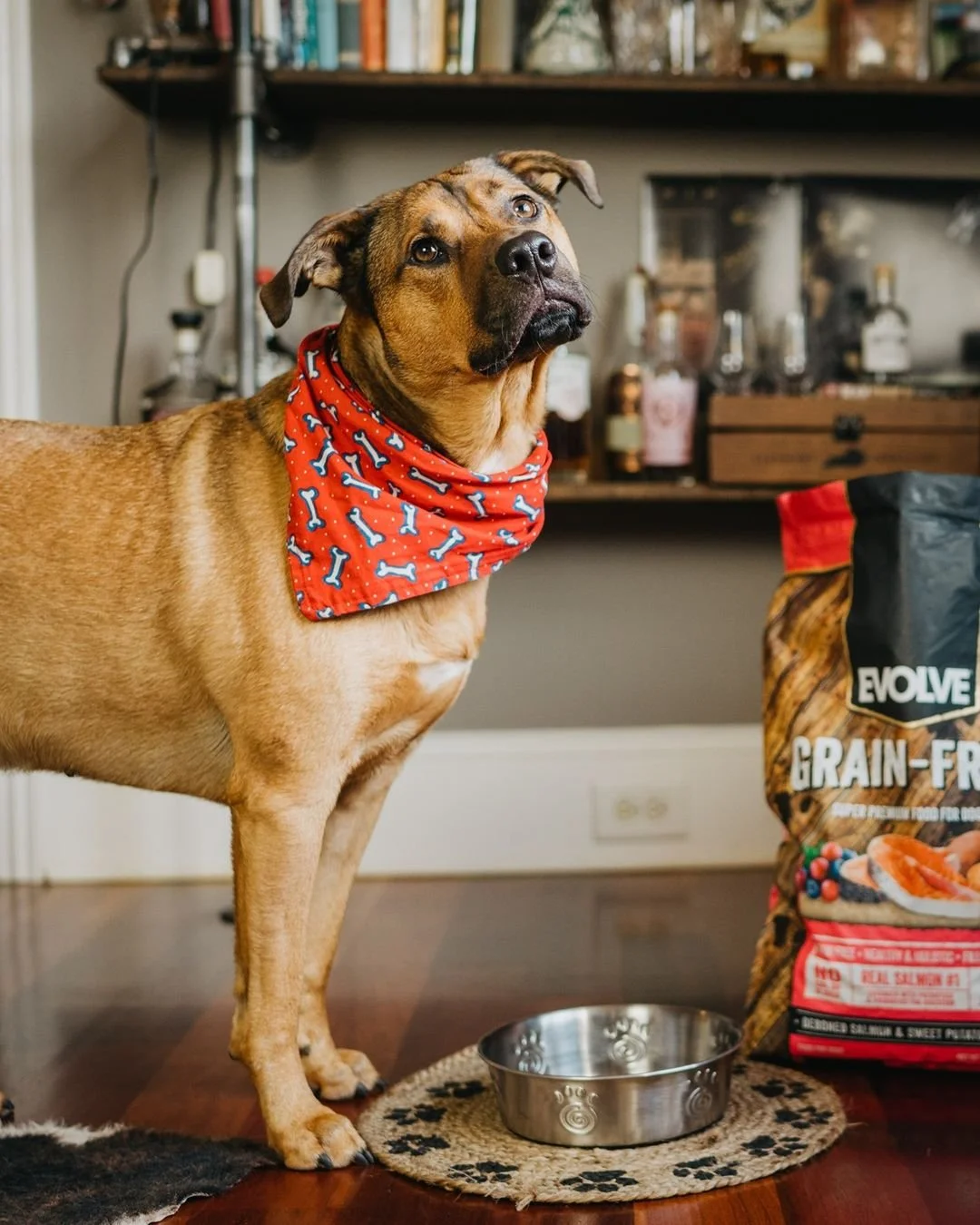 Choosing the Right Food for Your Pet in the New Year