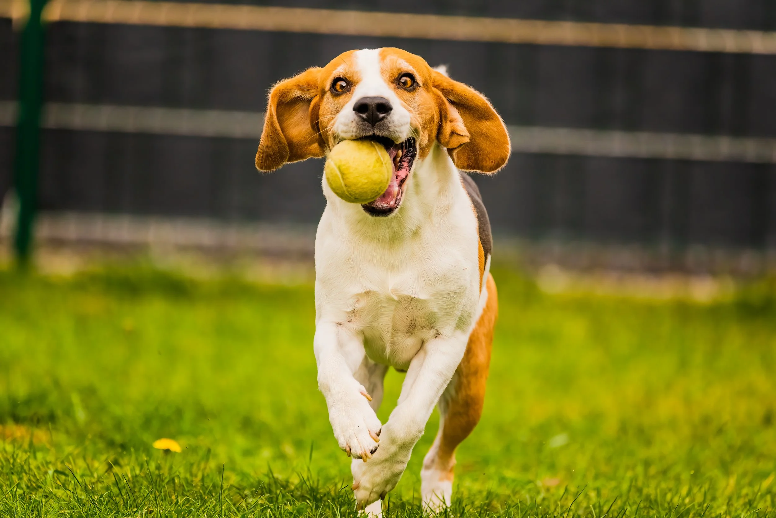Fun Activities to Enjoy Outside with Your Pets This Spring