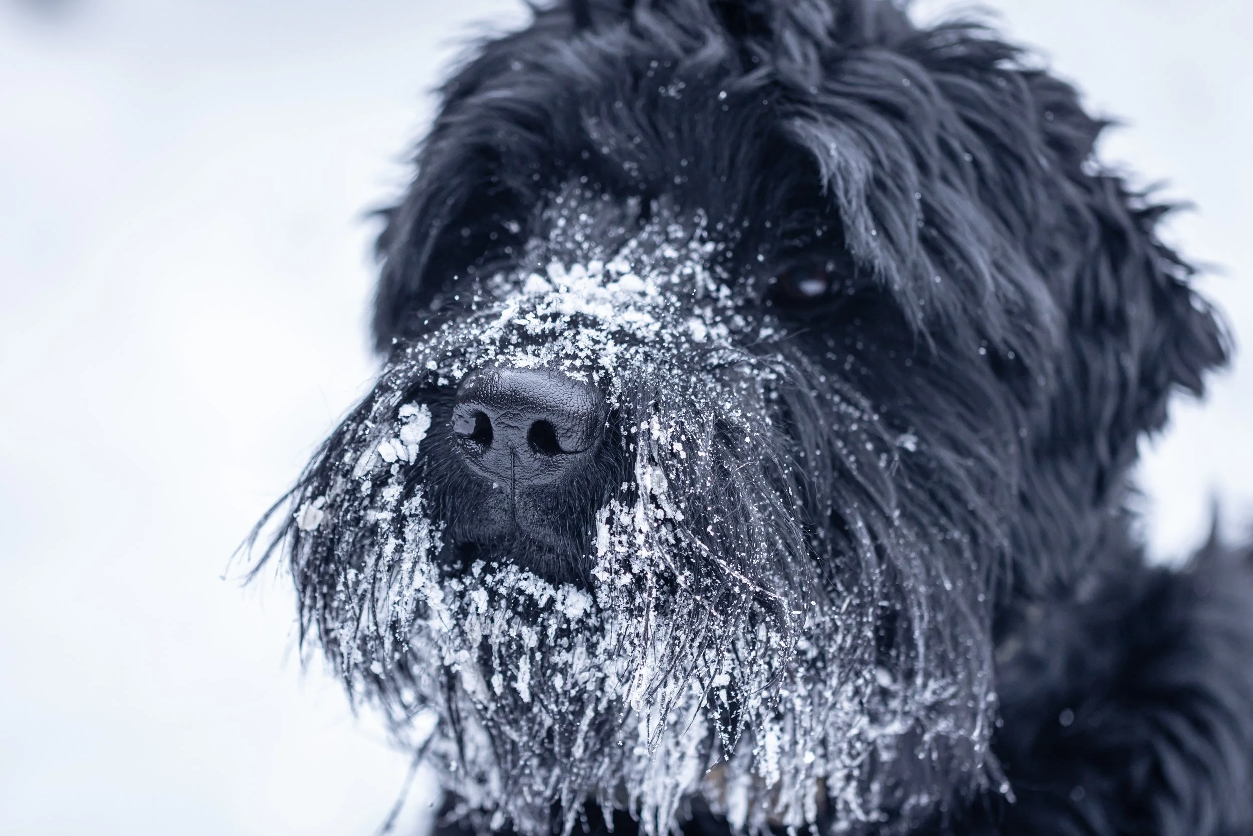 Winter Coat: Pet Winter Grooming Tips