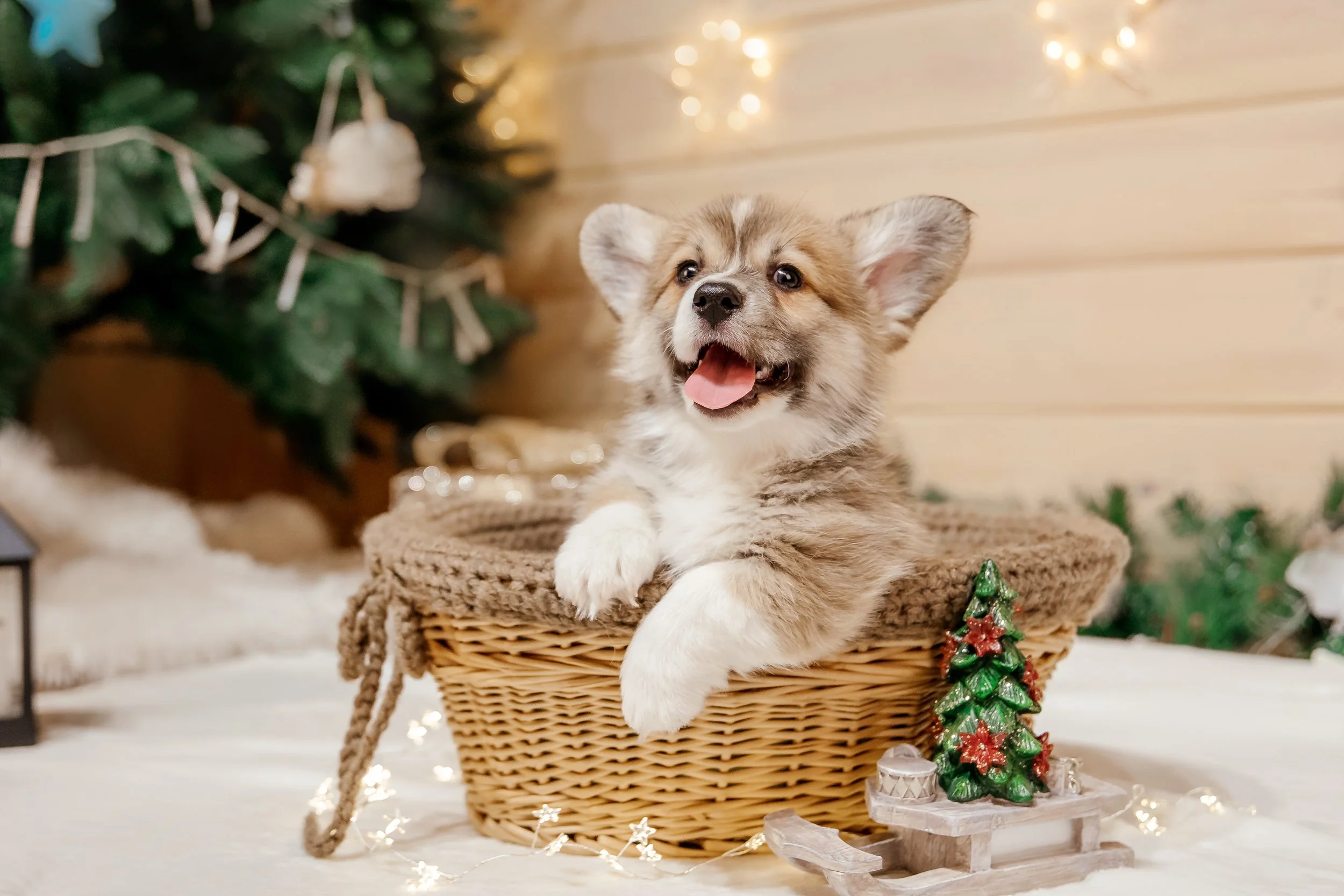 The Ultimate Guide to Holiday Fun with Your Pets