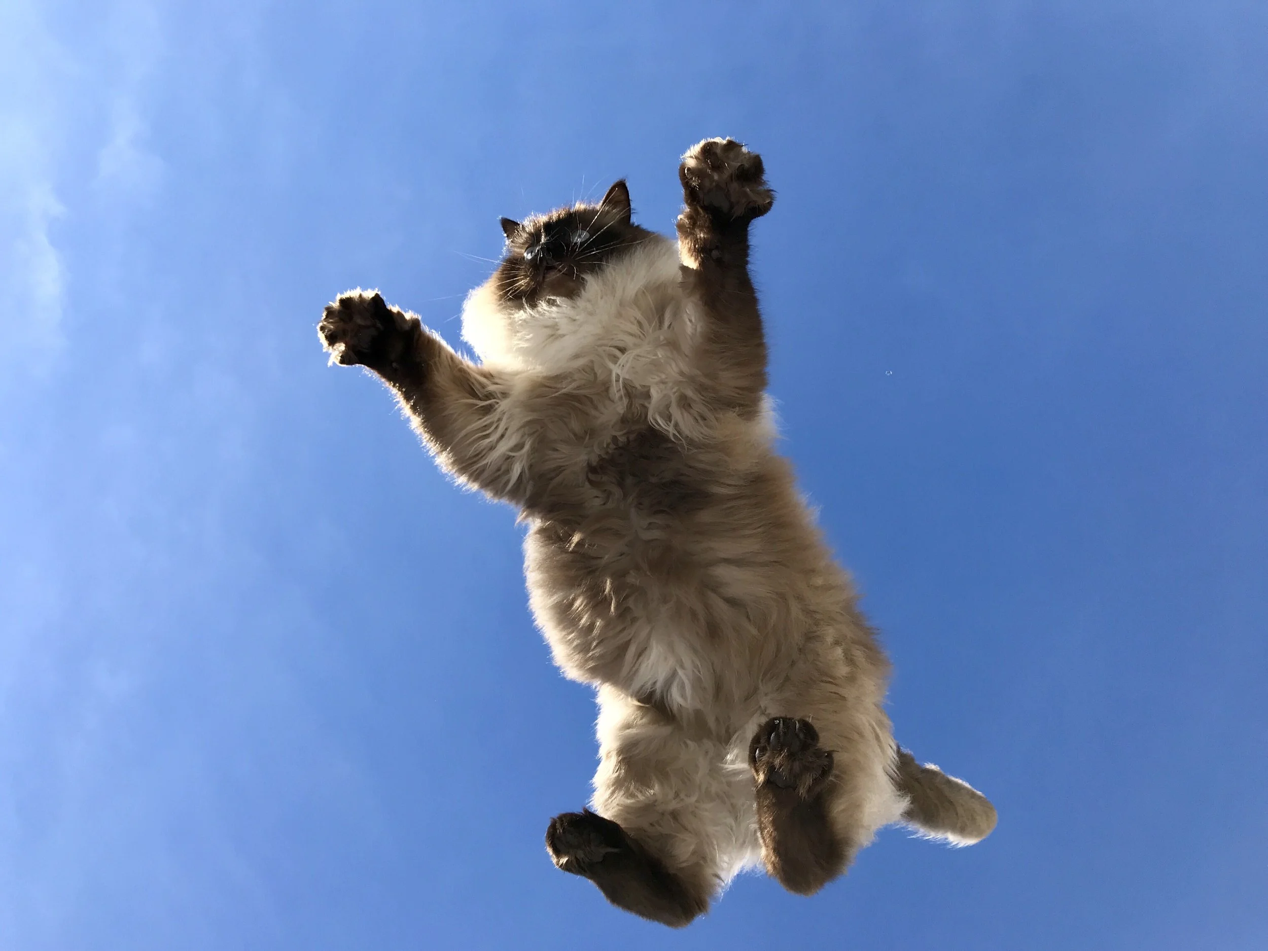 29 Ways to Celebrate Leap Day with Your Pets