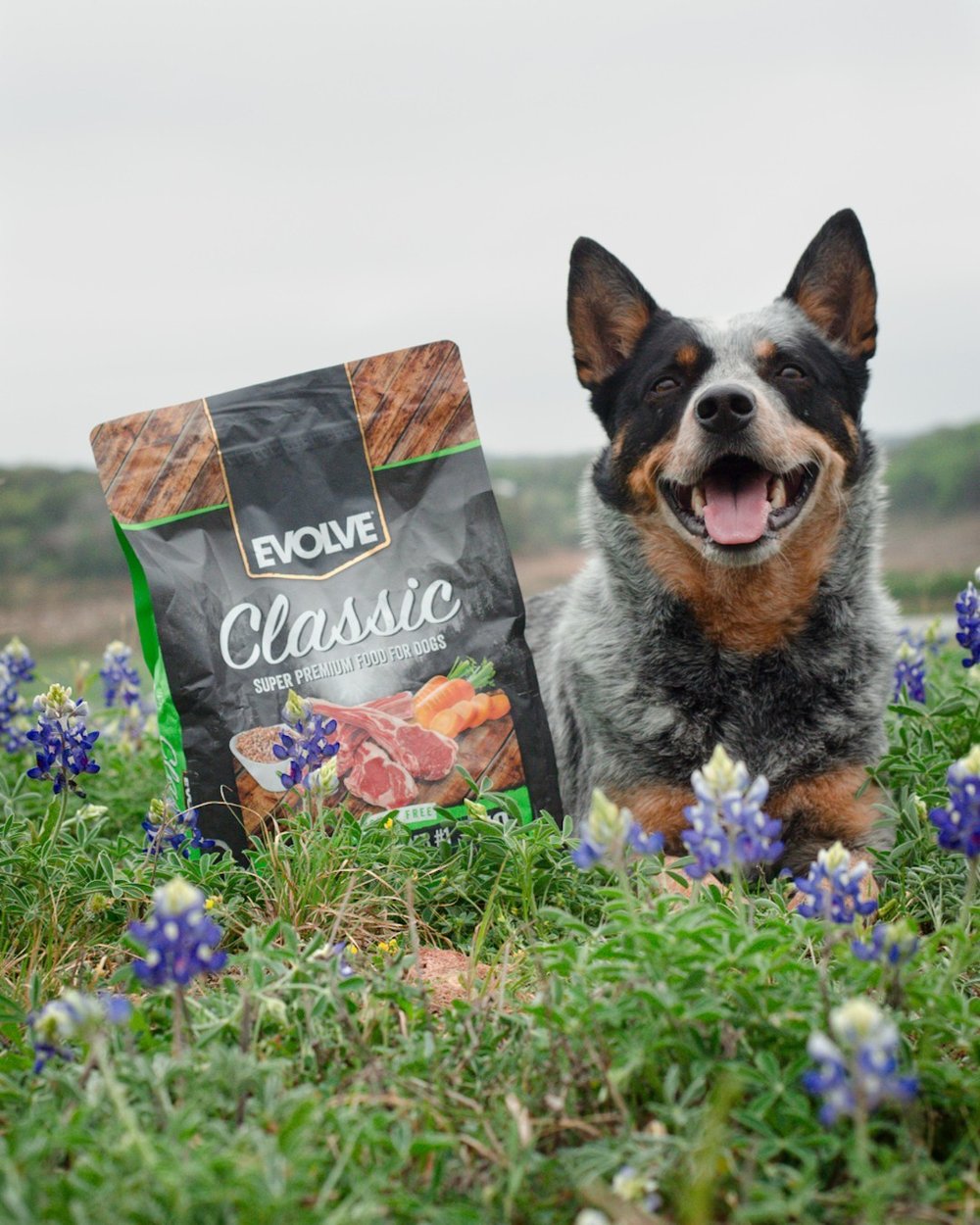 Evolve Pawtner @cleotheheeler is living his best life and enjoying his favorite food! Our Classic Lamb and Brown Rice Recipe #1 ingredient is Deboned Lamb powered by superfoods like Carrots 🥕, Apples 🍎, Cranberries, Pumpkin, Zucchini 🥒, Turmeric, 