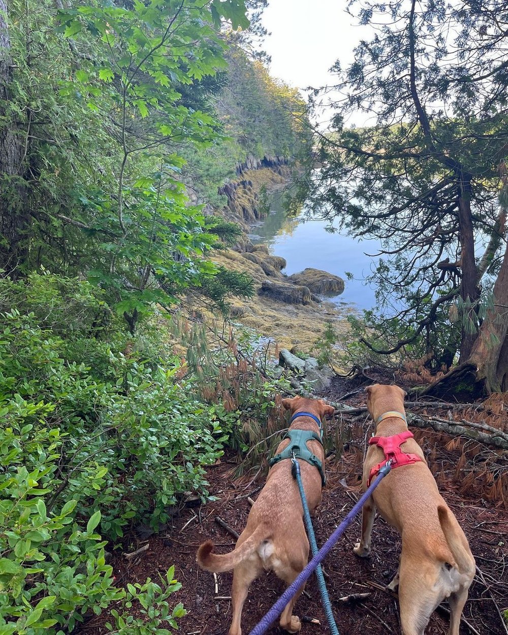 One of the best things about April is being able to get out and play like our Furiends @roxyandgoose 🐶 🐶 They were ready for an adventure! Have you gotten to explore outside yet this Spring?

#EvolvePets #ChooseEvolve #AdventureDogs