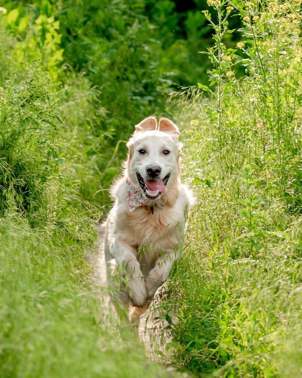 Spend Earth Day enjoying our beautiful world as much as this guy is enjoying his field frolic 🐕 Let us know what you find when you go exploring today!

#EvolvePets #ChooseEvolve #EarthDay24