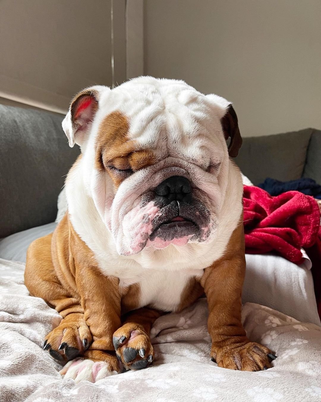 When you had too much fun last night but have to go to work the next day 😴🥱 

📸: @bigbullyythor

#EvolvePets #ChooseEvolve #SnoozeButton💤