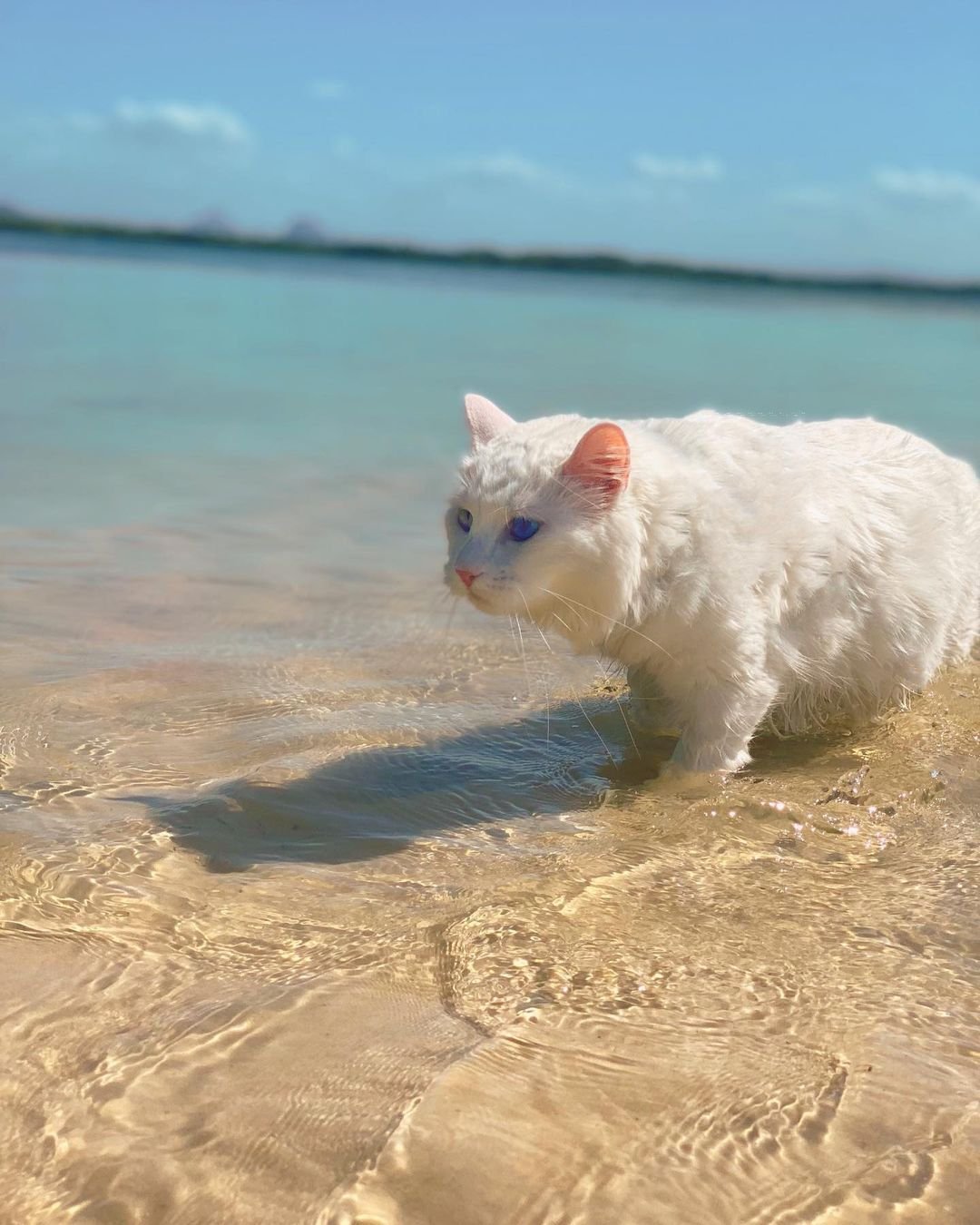 Who else is ready for the beach and for summer??!!! 🏖️ 🐚 🐠 🌴 🌺 ☀️ 

📸: @skittles_and_gingin

#EvolvePets #ChooseEvolve #BeachVibes