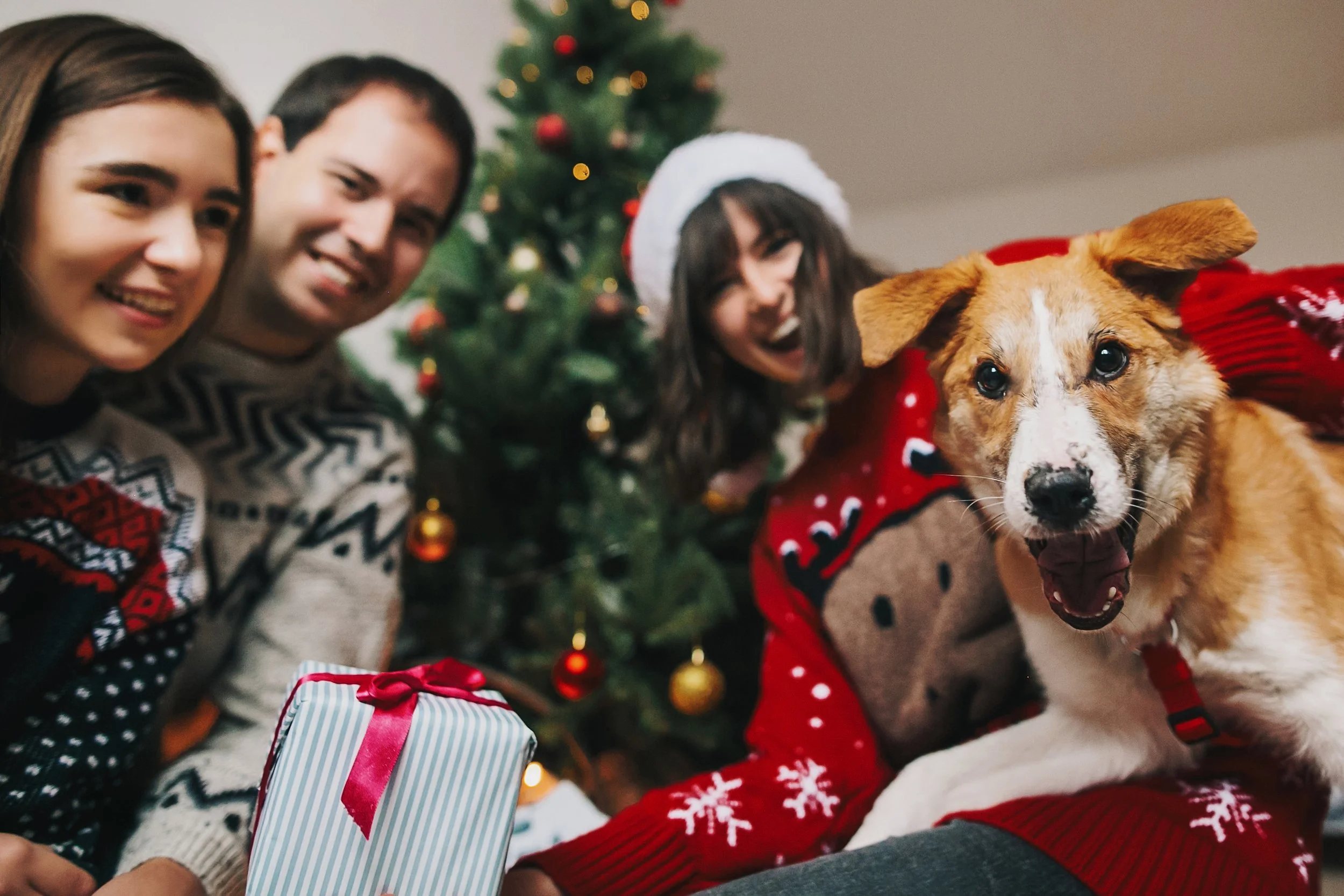 Pet Holiday Gift Guide 2024
