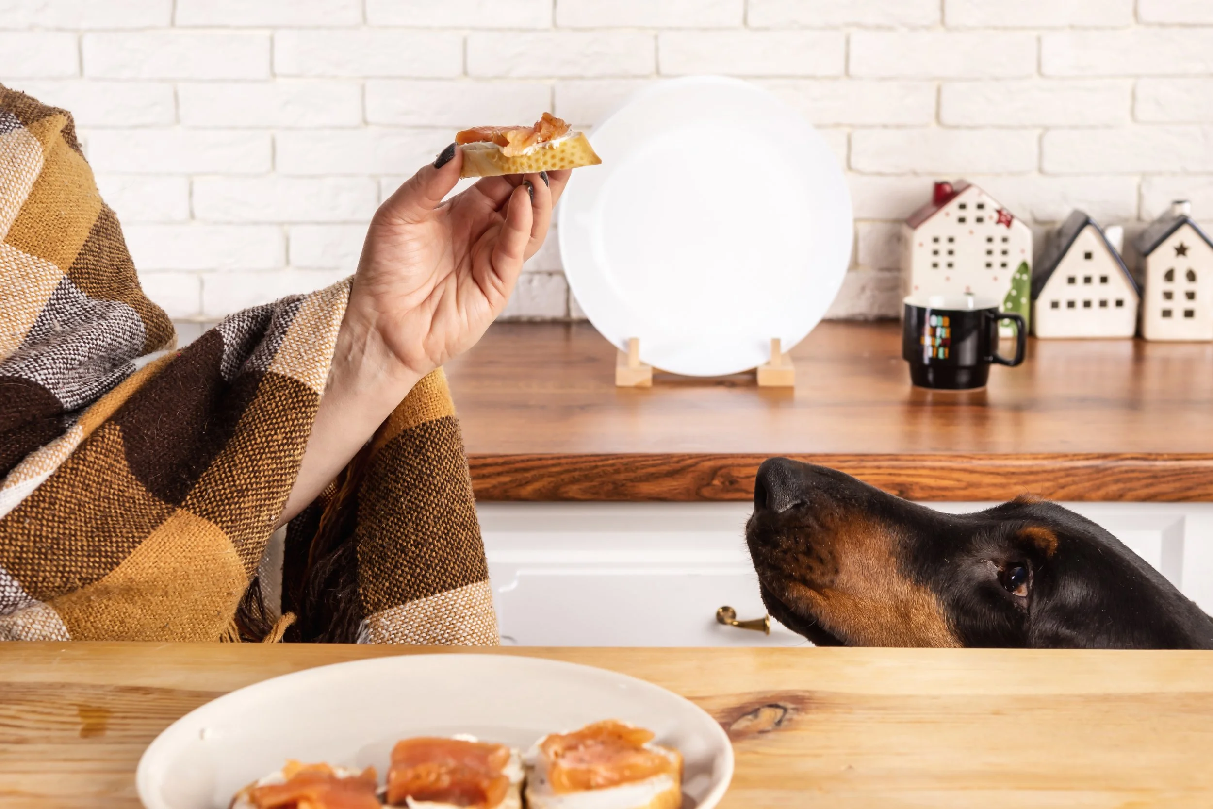 Why is Salmon Good for Dogs?