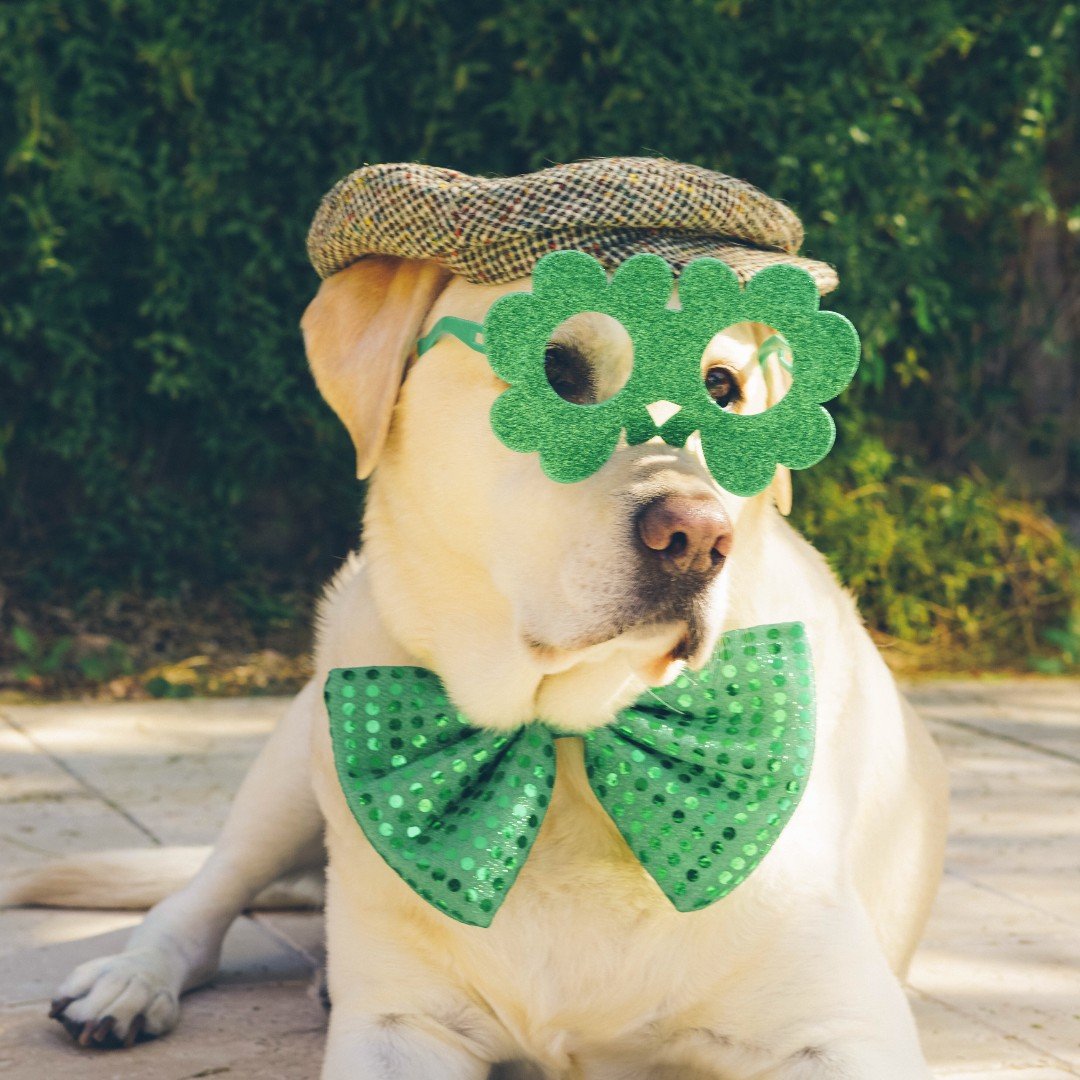 🍀🐶 Is your pup feeling the luck of the Irish today? ☘️ Celebrate St. Patrick&rsquo;s Day tail wags, tasty treats, and flavor that&rsquo;s pure gold! ✨ With Evolve Pet Food, every meal is made with high-quality ingredients to keep your furry friend 