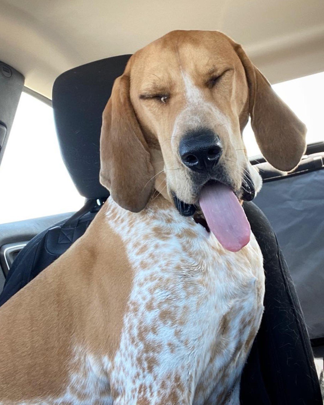 🚗✨ Road trip vibes with this sleepy superstar! 🐾 Whether it&rsquo;s the car rides, the snacks (don't forget the Evolve treats!), or just the thrill of adventure, our furry friends make every journey better. ❤️

What&rsquo;s your pup&rsquo;s go-to r