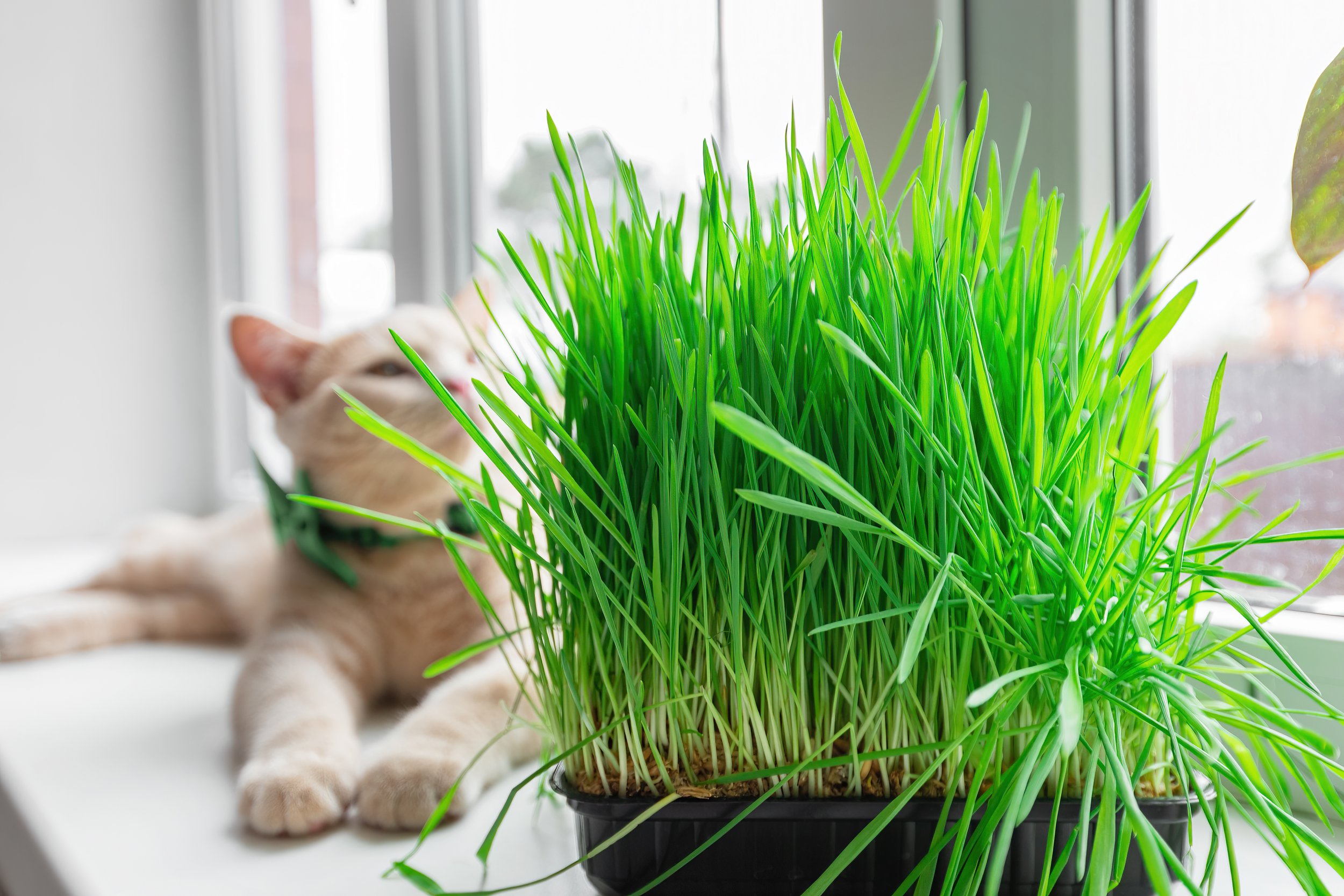 vitamin-grass-on-the-window-of-the-house-2025-01-08-12-55-20-utc.jpg