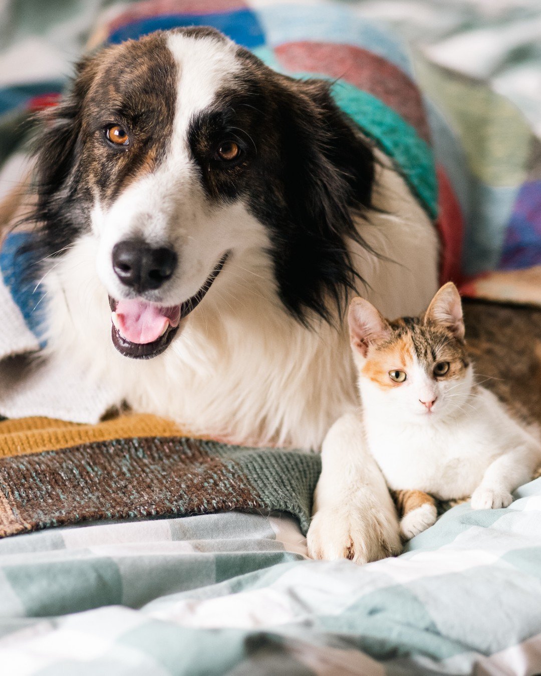 Snuggles, smiles, and soulmates 💛🐾 
Today we celebrate the ones who fill our hearts (and our laps) with unconditional love. 

Happy #NationalPetDay from all of us at Evolve Pet Food! Whether your best friend barks or purrs, they deserve the very be