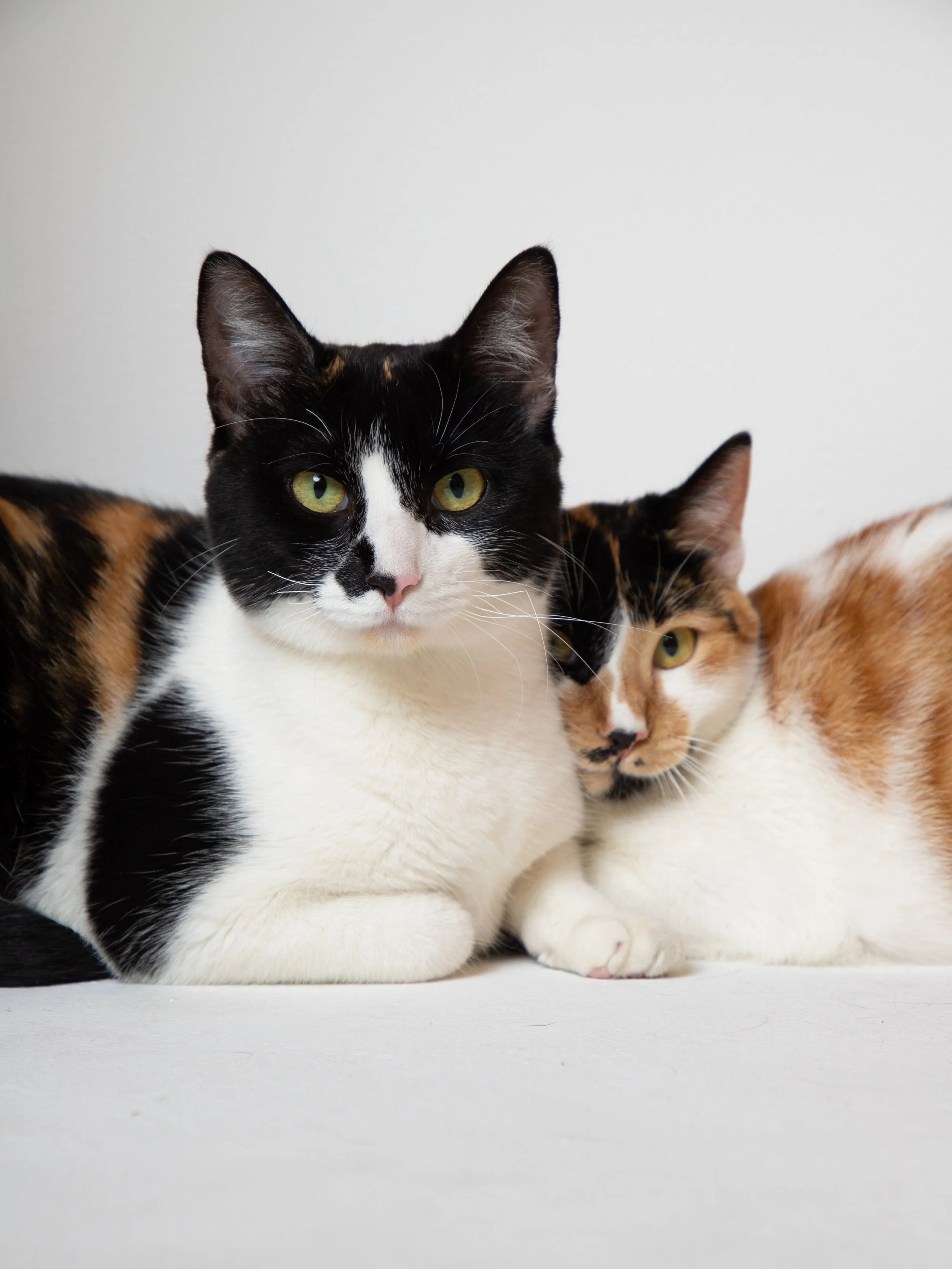 Cat-astrophic Misconceptions: Debunking Common Myths About Our Feline Friends