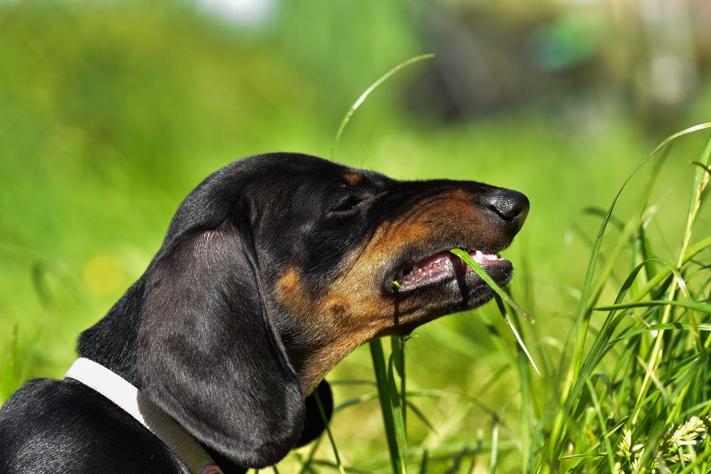 Our pets have some pretty quirky habits that leave us scratching our heads. From dogs munching on grass to cats seemingly enjoying knocking things off shelves, these behaviors can be both amusing and puzzling. But what do they really mean? Let&rsquo;