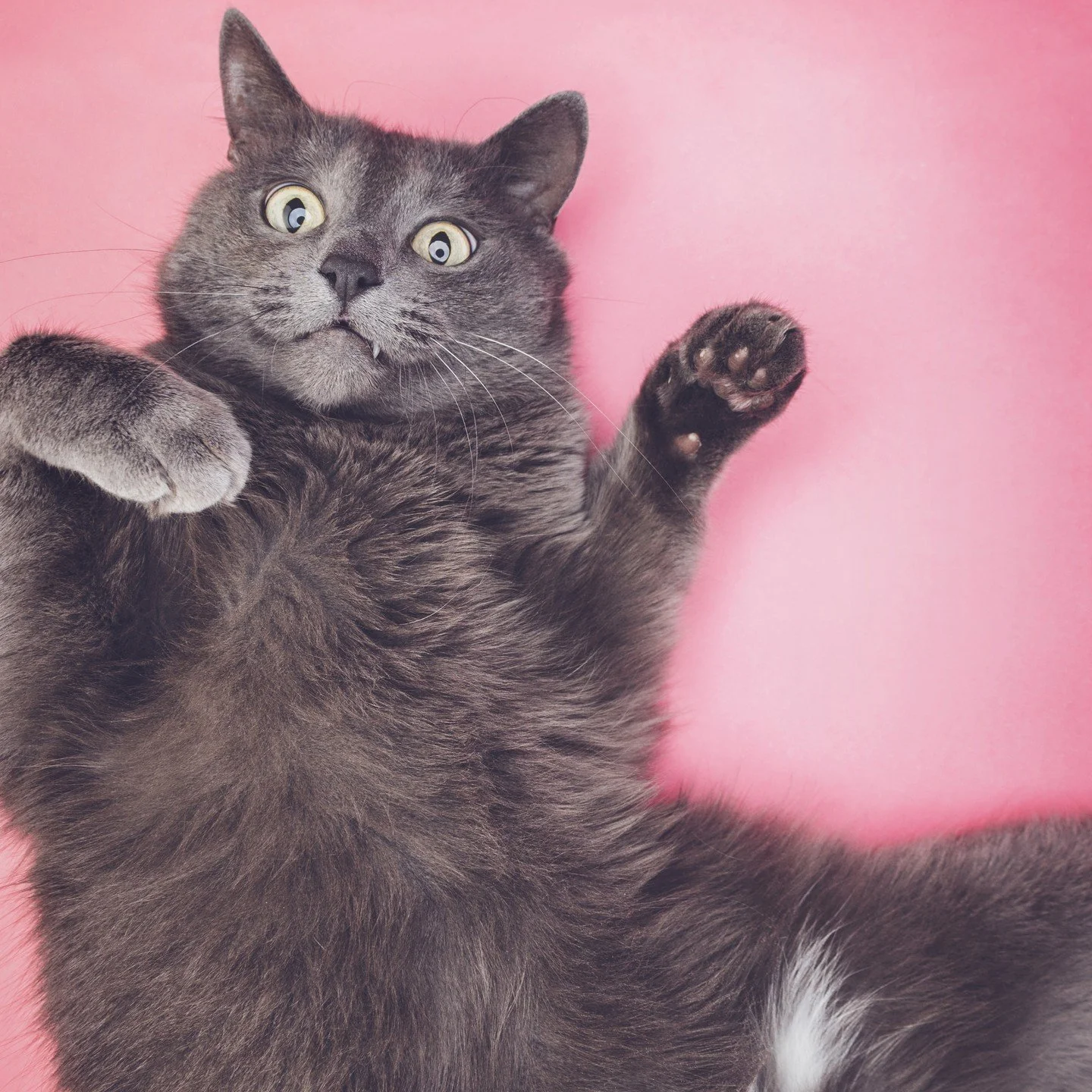 🐾😼Cats have been our companions for centuries, yet they still remain misunderstood by many. From their mysterious behaviors to their health needs, there are countless myths surrounding our feline friends. At Evolve Pet Food, we&rsquo;re here to set