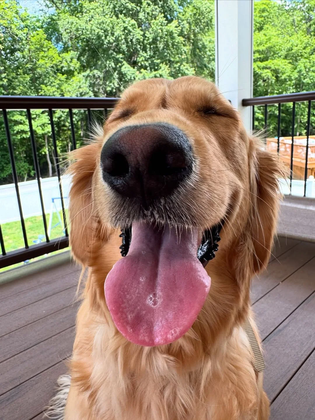 Smiling through Saturday like 😄☀️

This golden grin brought to you by sunshine, porch chills, and the kind of joy only a good dog day can bring. Huge thanks to @goldengirl.darla for sharing this pawsitively radiant moment! 💛

#EvolvePetFood #Choose